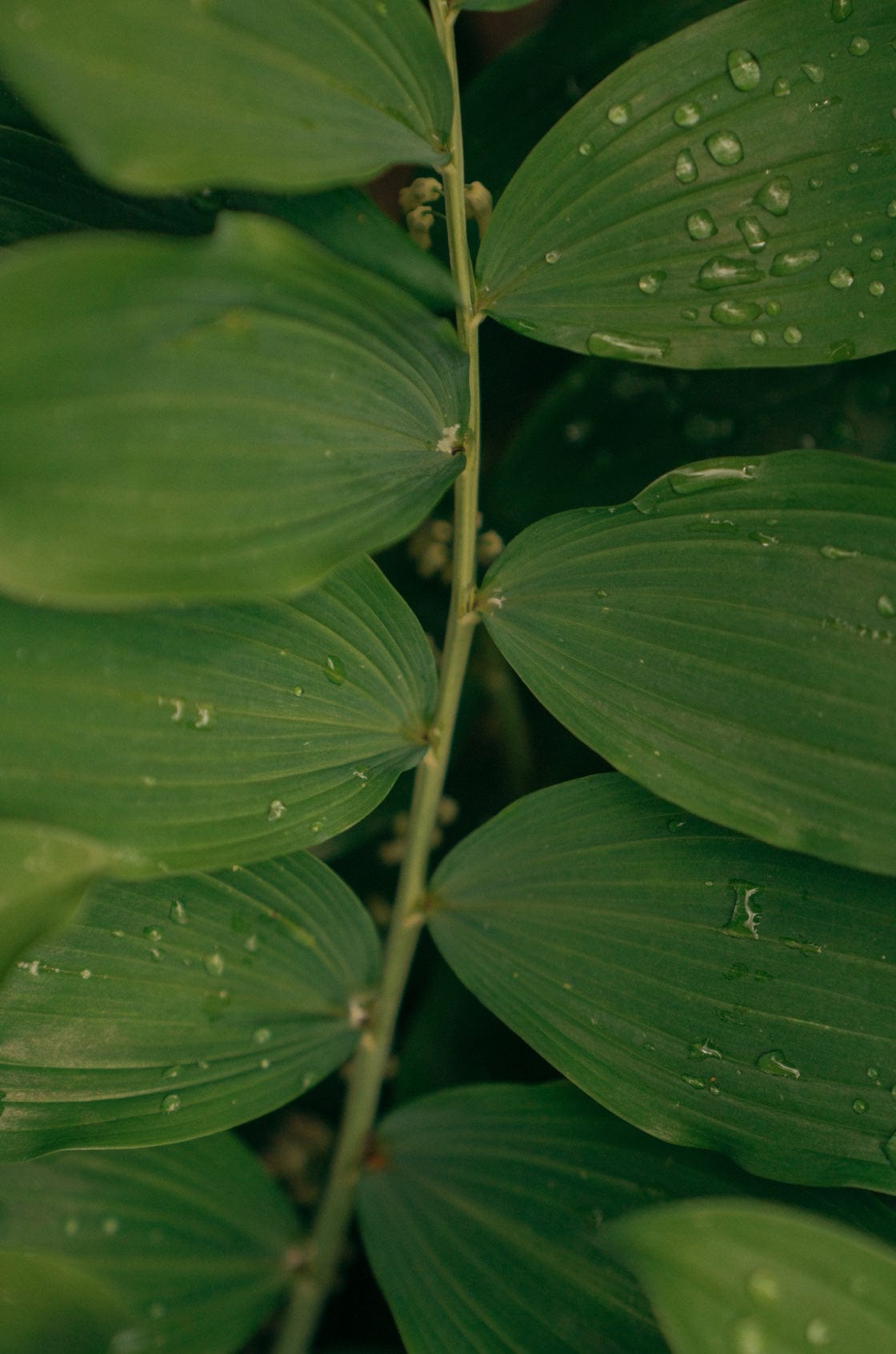 Saint & Sofia - Wonderland